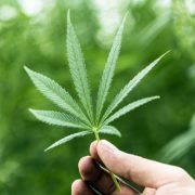 City Council Votes For Two Marijuana Dispensaries in Milbank