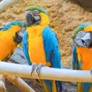 Bramble Park Zoo to Bring Animals to the Big Stone Library