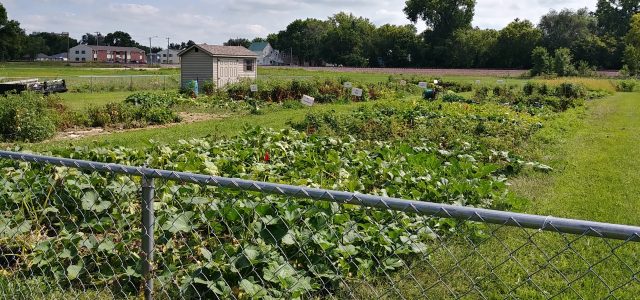 Milbank Garden Lots Available for 2023