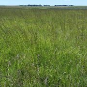 Grassland CRP Signup Starts Today