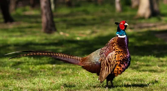 Game Fish & Parks Seeks Comments on Pheasant Action