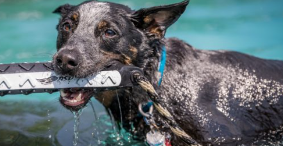 DockDogs to Make a Splash at Farley Fest