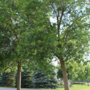 Ash Borer Puts Milbank Trees in Danger 